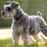 Miniature Schnauzer