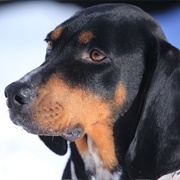 Black and Tan Coonhound