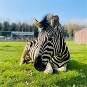 Chapman's Zebra