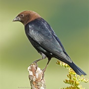 Brown-Headed Cowbird