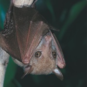 Northern Blossom Bat