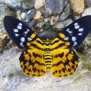 False Tiger Moth