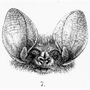 South-Eastern Long-Eared Bat