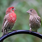 House Finch