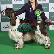 Spaniel (English Springer)