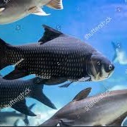Black Carp