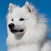 American Eskimo Dog