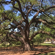 Century Tree