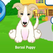Borzoi Puppy
