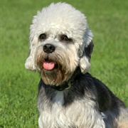 Dandie Dinmont Terrier