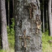 The Tree Crosses of Rosma Forest