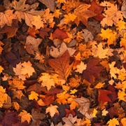 Autumn Leaves