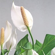 Peace Lily