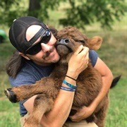 Cuddle a Highland Cow