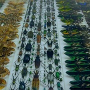 The Harrell House Bug Museum (Permanently Closed)