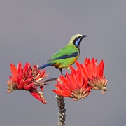 Orange-Bellied Leafbird