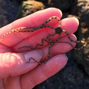 Brittle Star