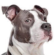 American Pit Bull Terrier