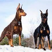 Doberman Pinscher