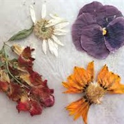 Press Flowers