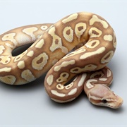 Ball Python