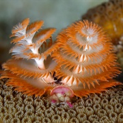Christmas Tree Worm