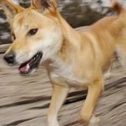Dingo
