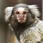 Common Marmoset