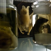 Darwin Centre Spirit Collection