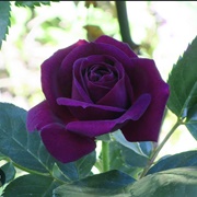 Purple Rose