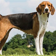 Foxhound