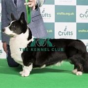 Welsh Corgi (Cardigan)