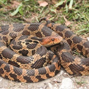 Fox Snake