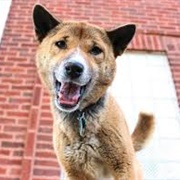 New Guinea Singing Dog