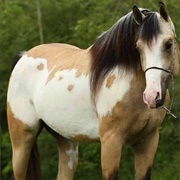 Buckskin/Dun Overo