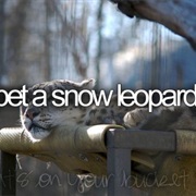 Pet a Snow Leopard