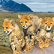 Touran Biosphere Reserve, Iran