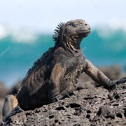 Galapagos Marine Iguana