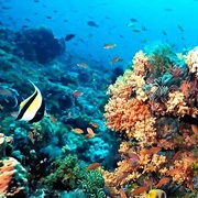 Arrecife Alacranes (Scorpion Reef) Bio Reserve, Yucatán, Mexico