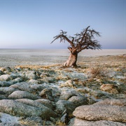 Makgadikgadi Pans National Park