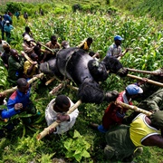 Bukima, Virunga National Park, Eastern Congo, July 2007 (Brent Stirton)