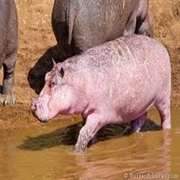 Albino Hippo