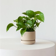Potted Plant