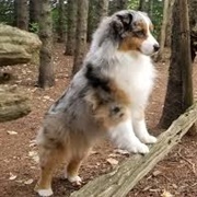 Miniature American Shepherd