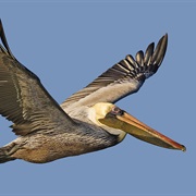 Eastern Brown Pelican