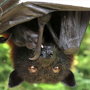 Lubee Bat Conservancy