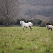 Port Meadow
