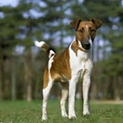 Smooth Fox Terrier