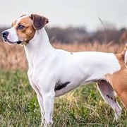 Jack Russell Terrier