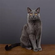 Chartreux Cat